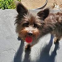 Small dog rescue of new england - 10/11/2019- All dogs going into the state of MA will be required to go into the MA state mandated quarentine for 48 hours. This will add an additional $125 to the adoption fee to be paid by the adopter. Once the quarentine fee is paid, it is a non-refundable fee. New England Volunteer-driven charity who rescues, vets, and transports small dogs ... 